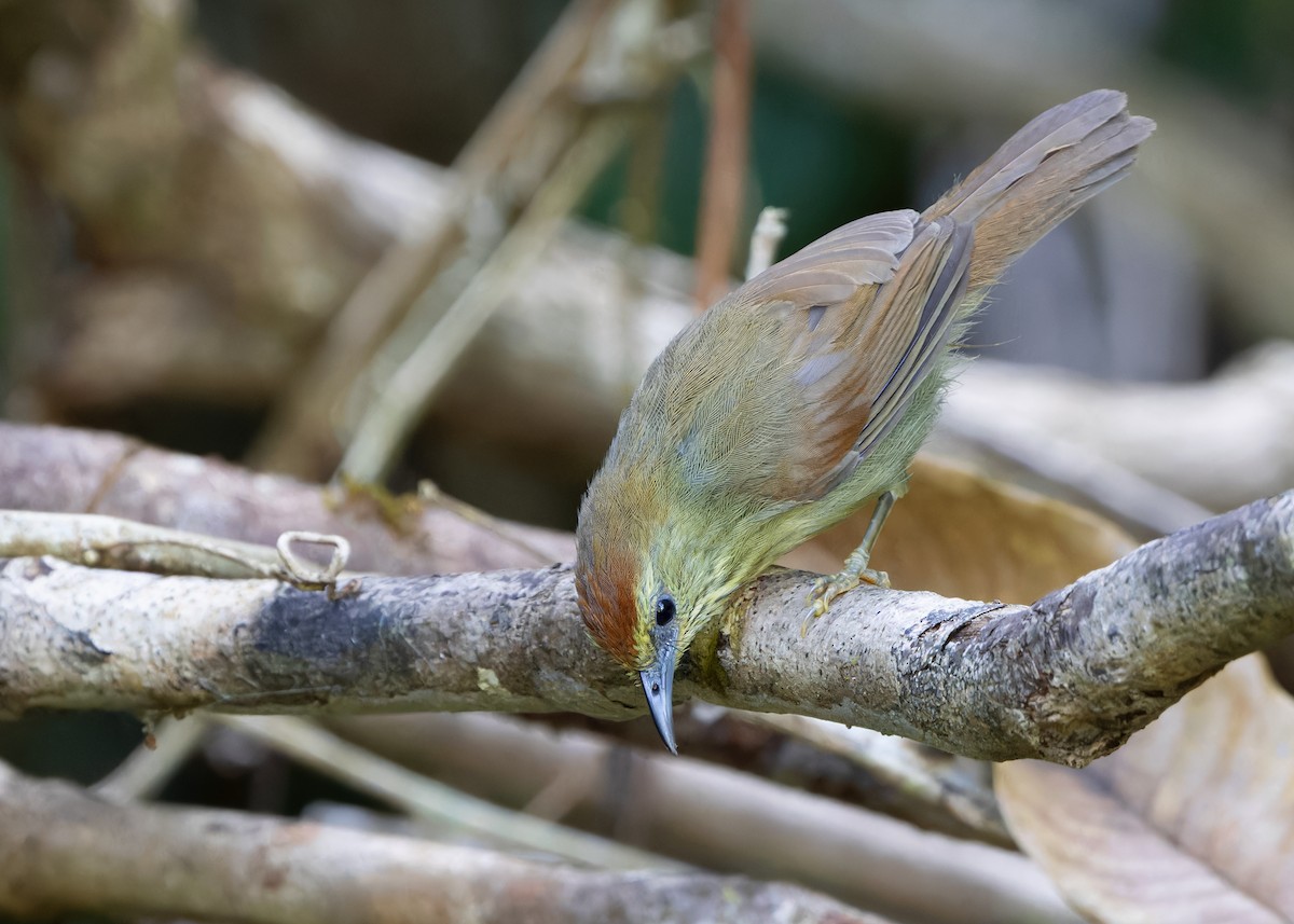 Pin-striped Tit-Babbler (Pin-striped) - ML615464039