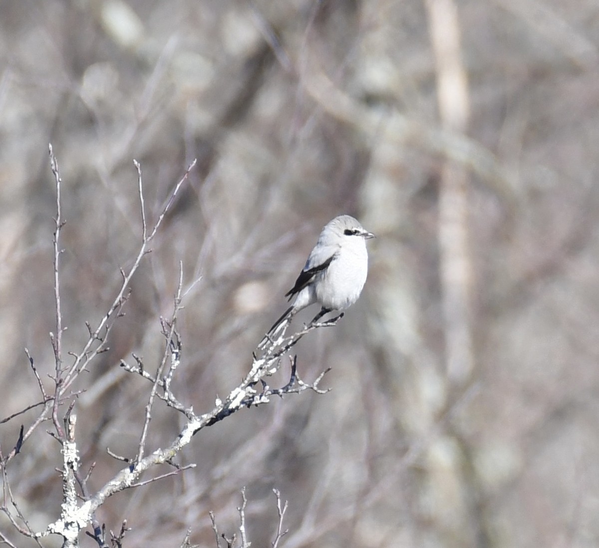 Northern Shrike - ML615464170