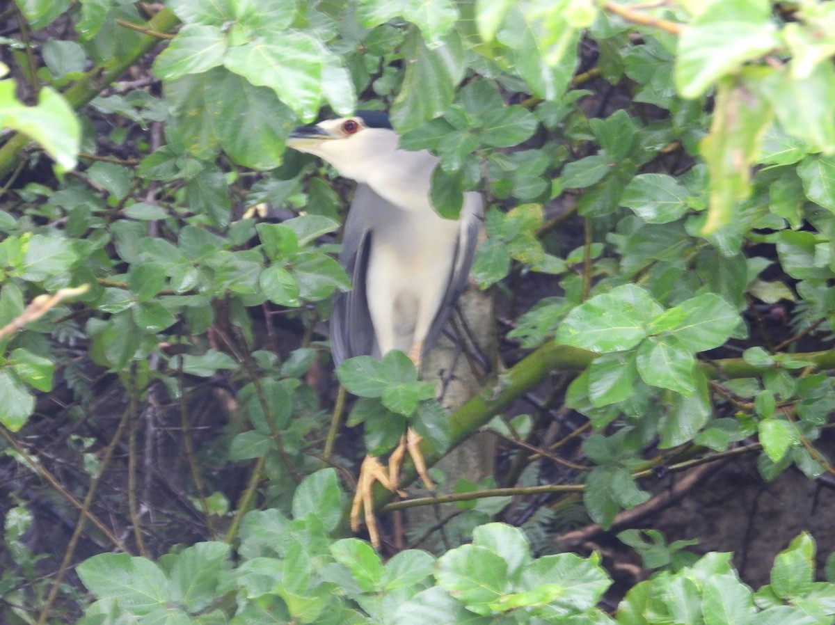 Black-crowned Night Heron - ML615464196