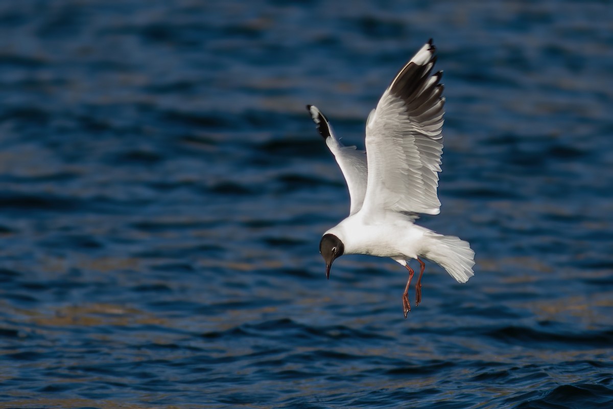 Andean Gull - John C Sullivan