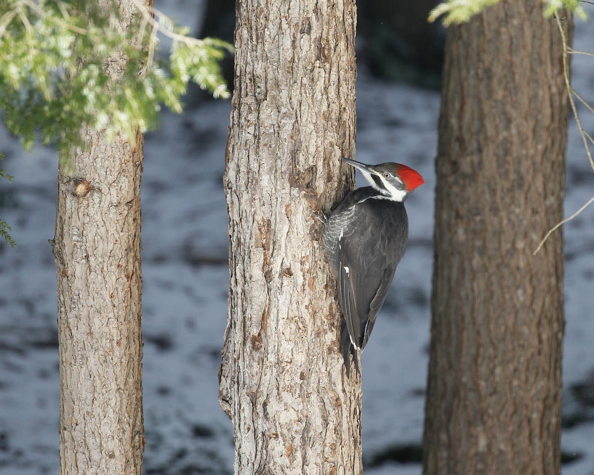 Pileated Woodpecker - Bertrand Hamel