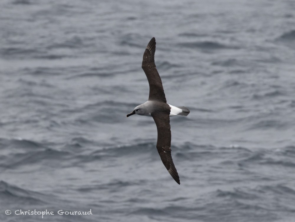 Gray-headed Albatross - Christophe Gouraud