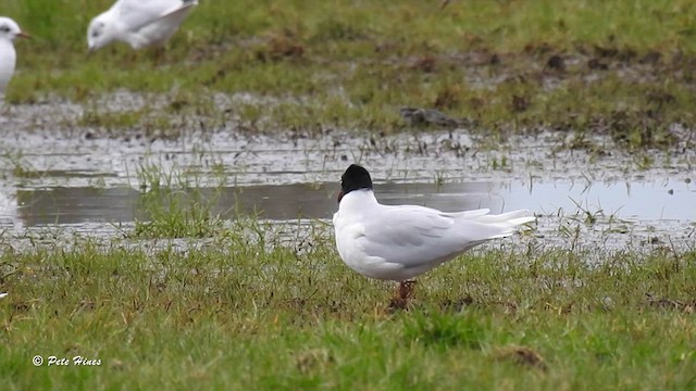 Gaviota Cabecinegra - ML615464258