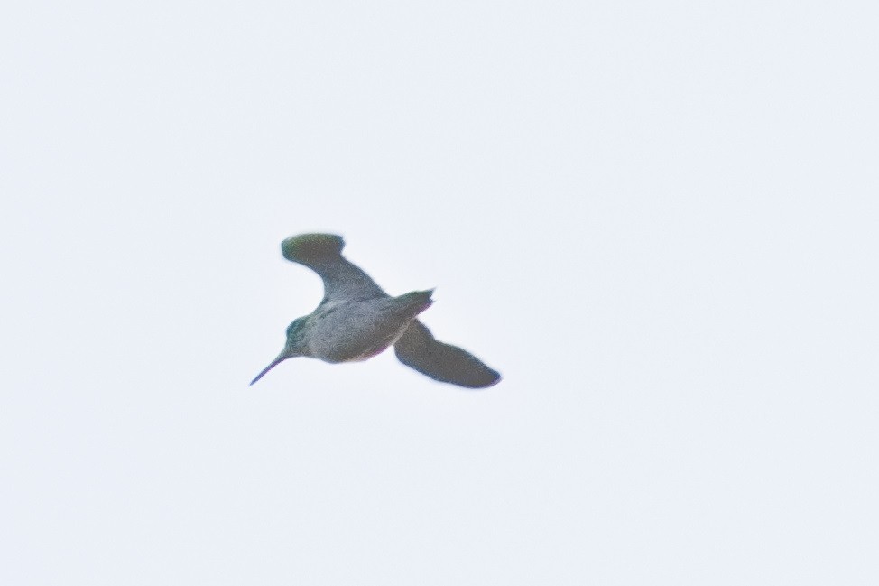 Common Snipe - Bruce Kerr