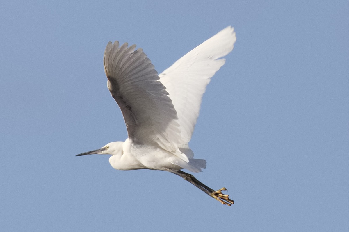 Little Egret - Bruce Kerr