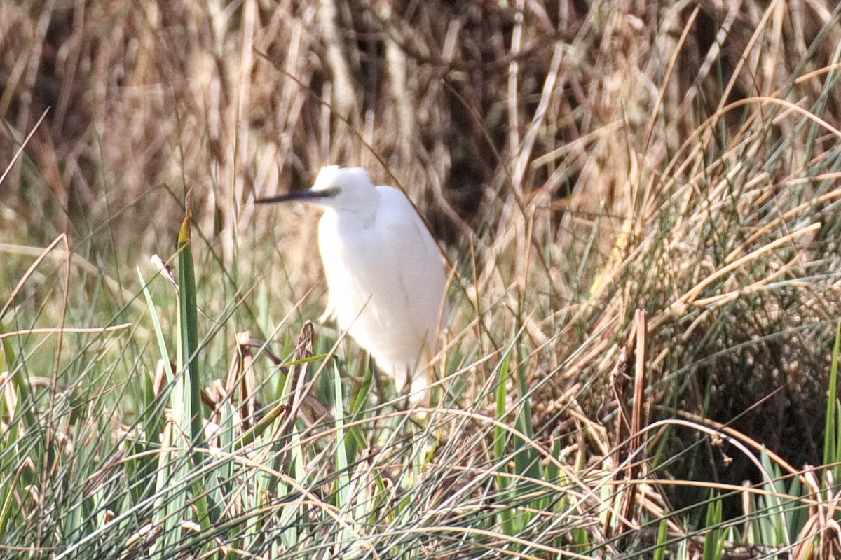 Little Egret - Bruce Kerr