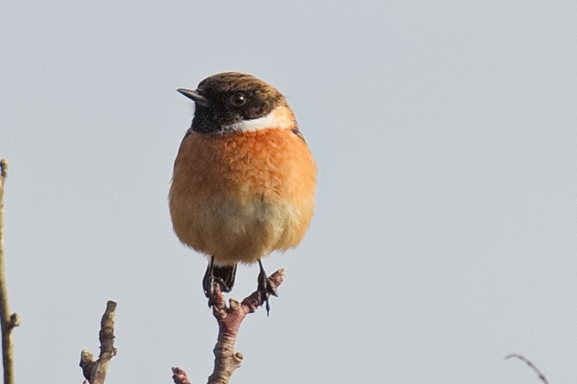 European Stonechat - Bruce Kerr