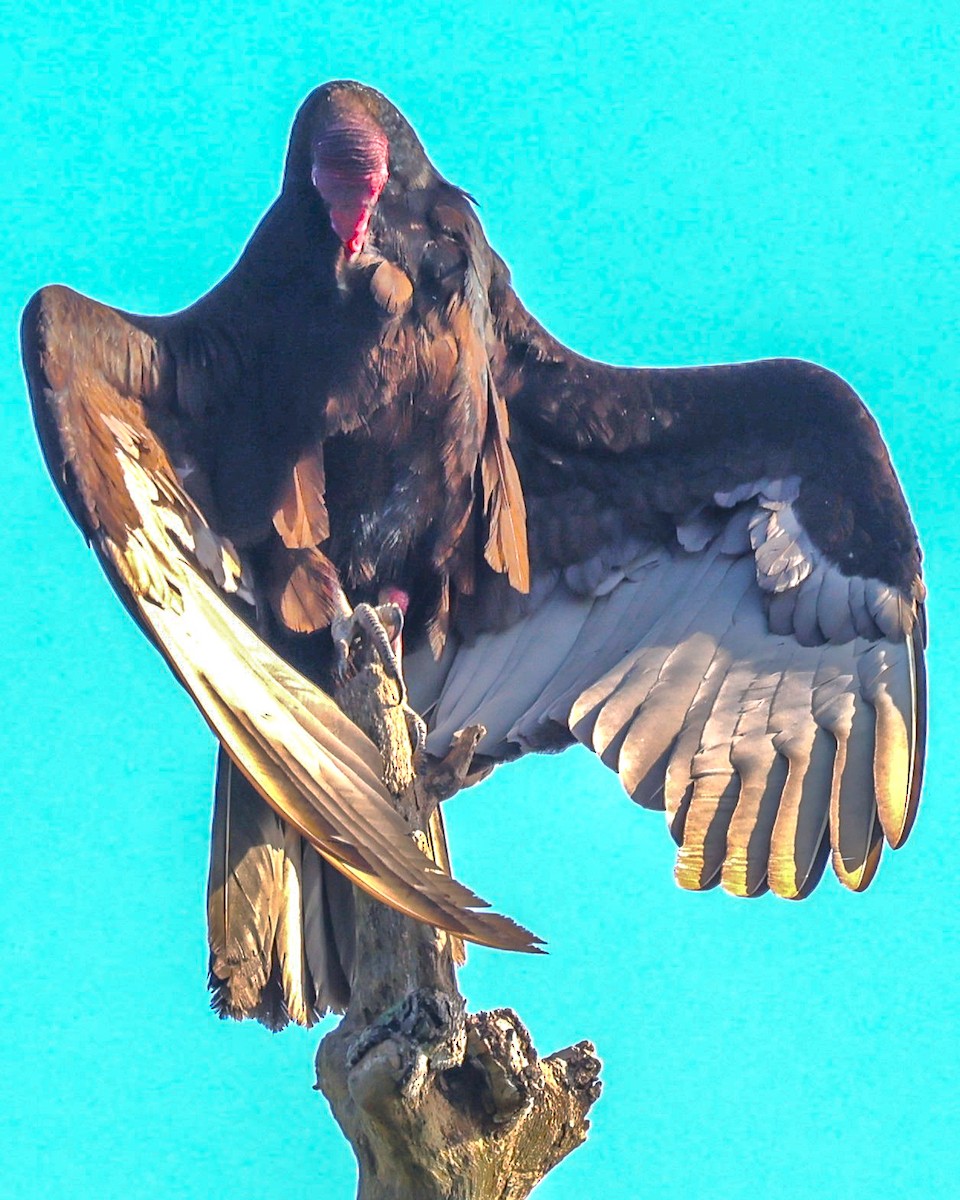 Turkey Vulture - ML615464293