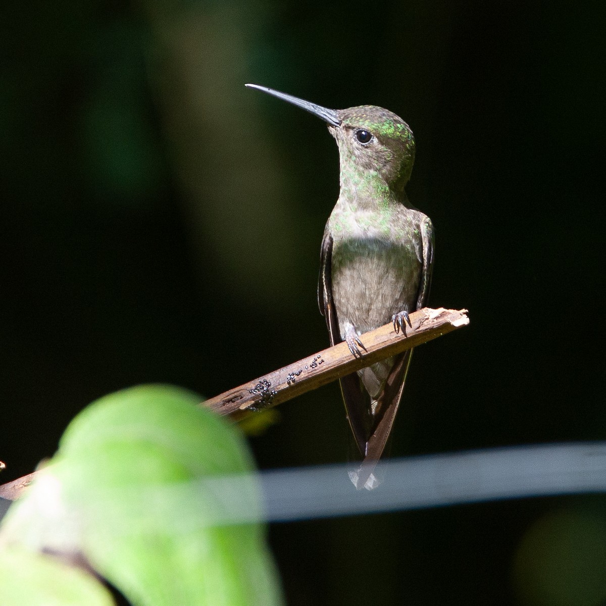 Sombre Hummingbird - ML615464297