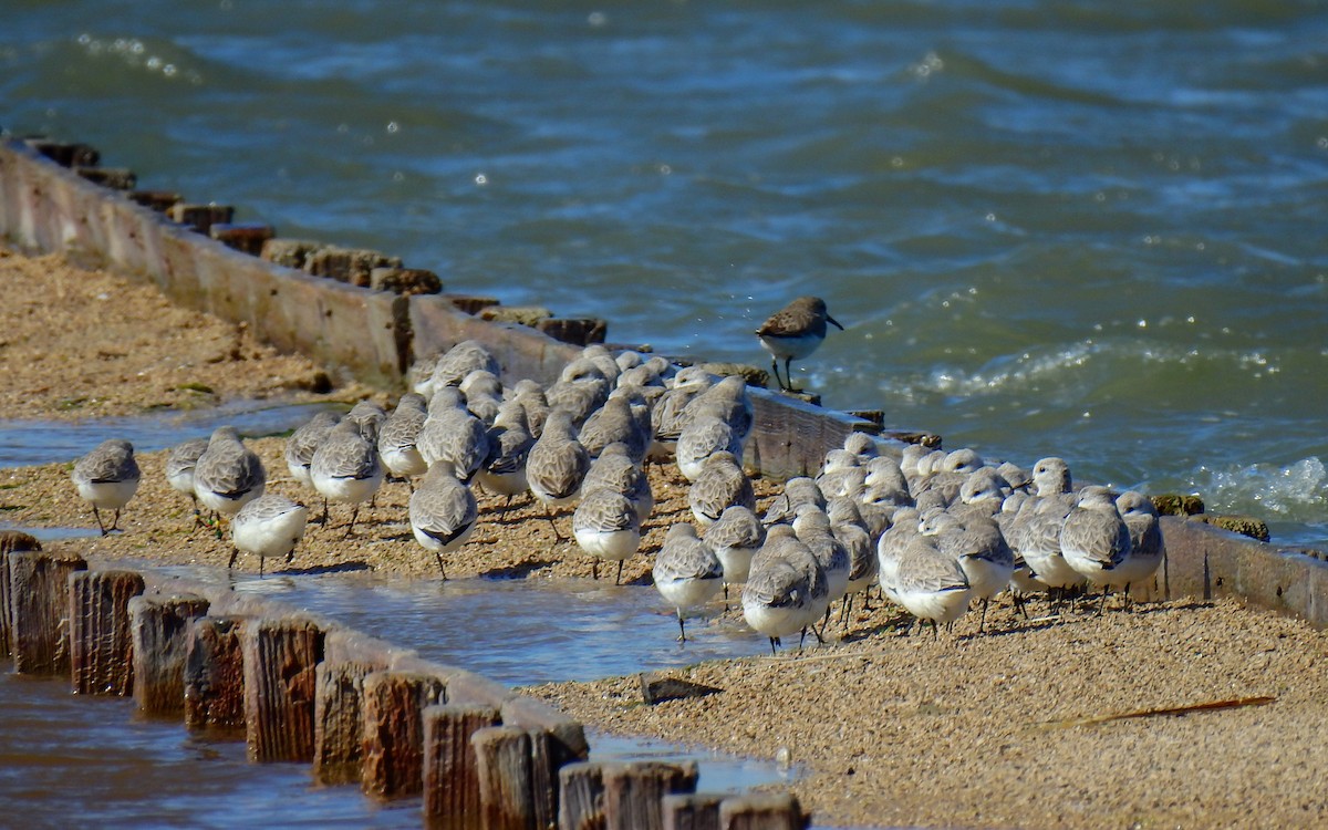 Bécasseau sanderling - ML615464301