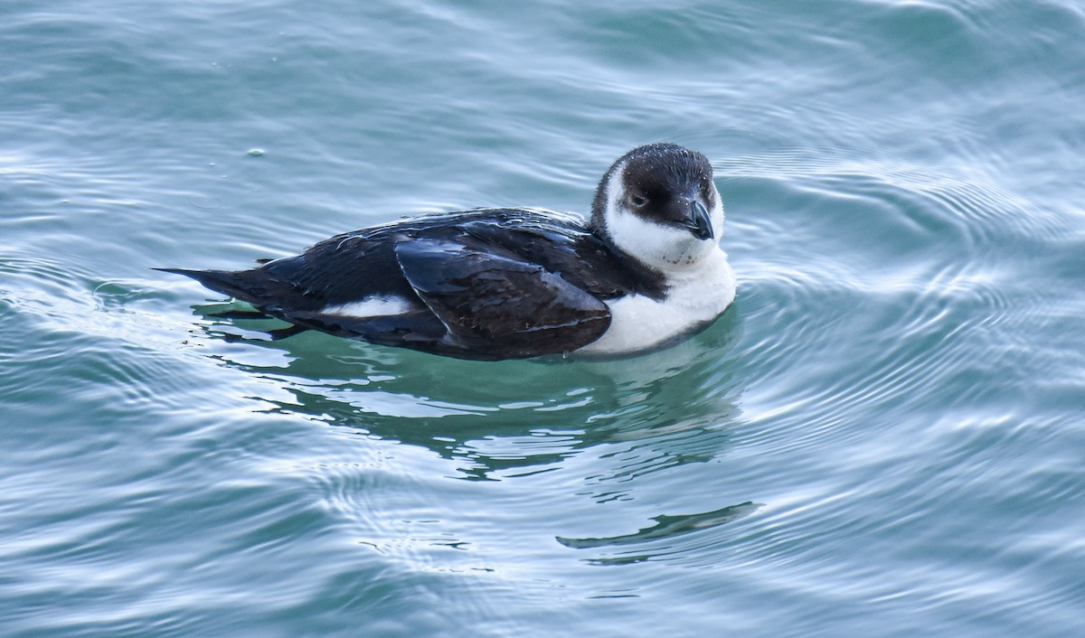 Razorbill - Miguel Ángel Mora Quintana