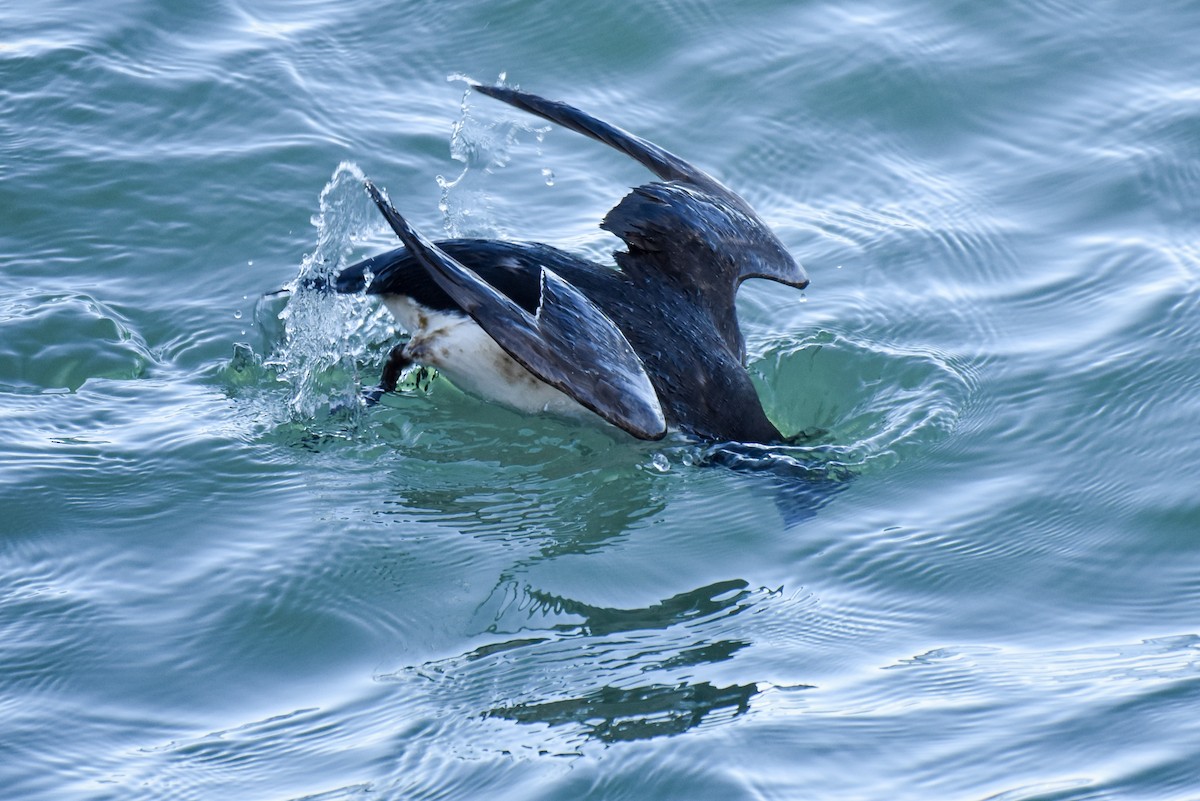 Razorbill - ML615464386