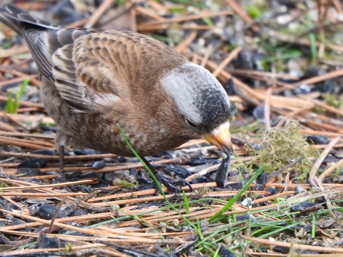 Gray-crowned Rosy-Finch (Gray-crowned) - Bev Agler