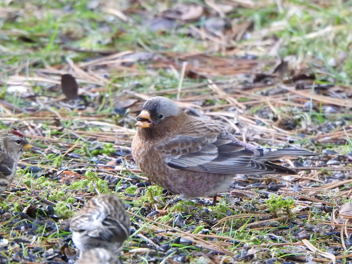 Gray-crowned Rosy-Finch (Gray-crowned) - Bev Agler