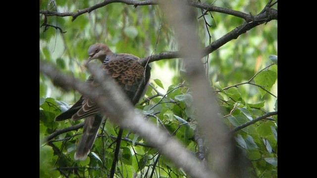 Oriental Turtle-Dove - ML615464451