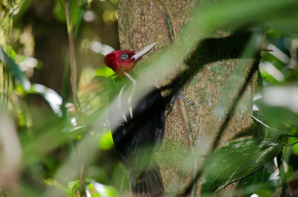 Pale-billed Woodpecker - Frank Fogarty