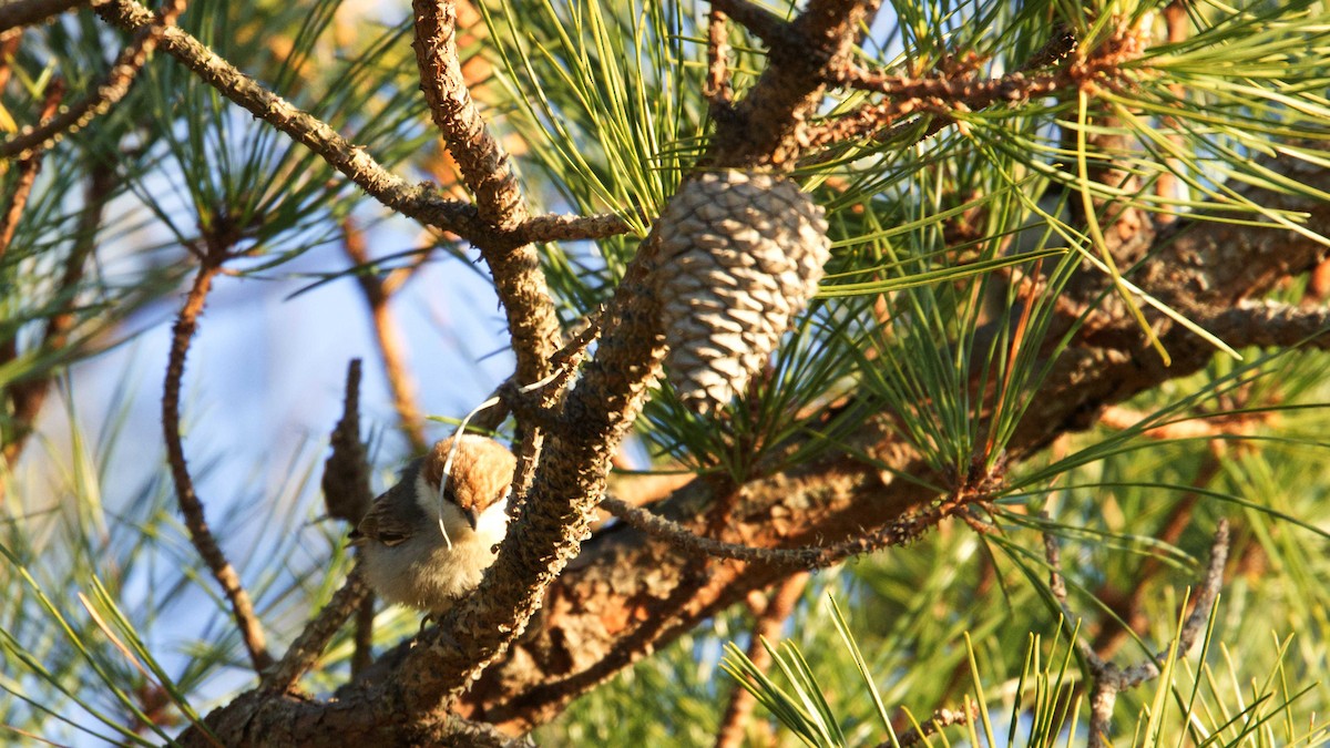 Brown-headed Nuthatch - ML615464558