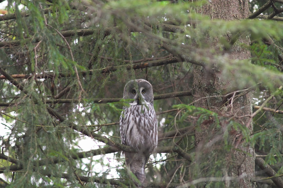 Great Gray Owl (Lapland) - Eric Francois Roualet