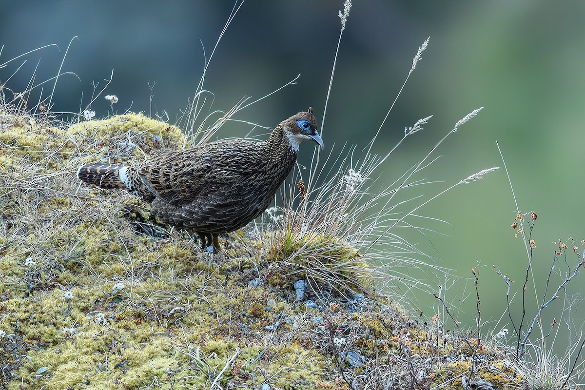 Himalayan Monal - ML615464580