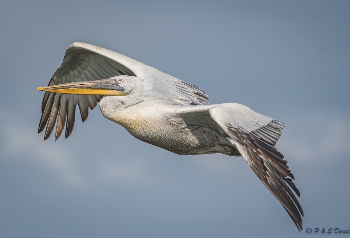 Dalmatian Pelican - ML615464584