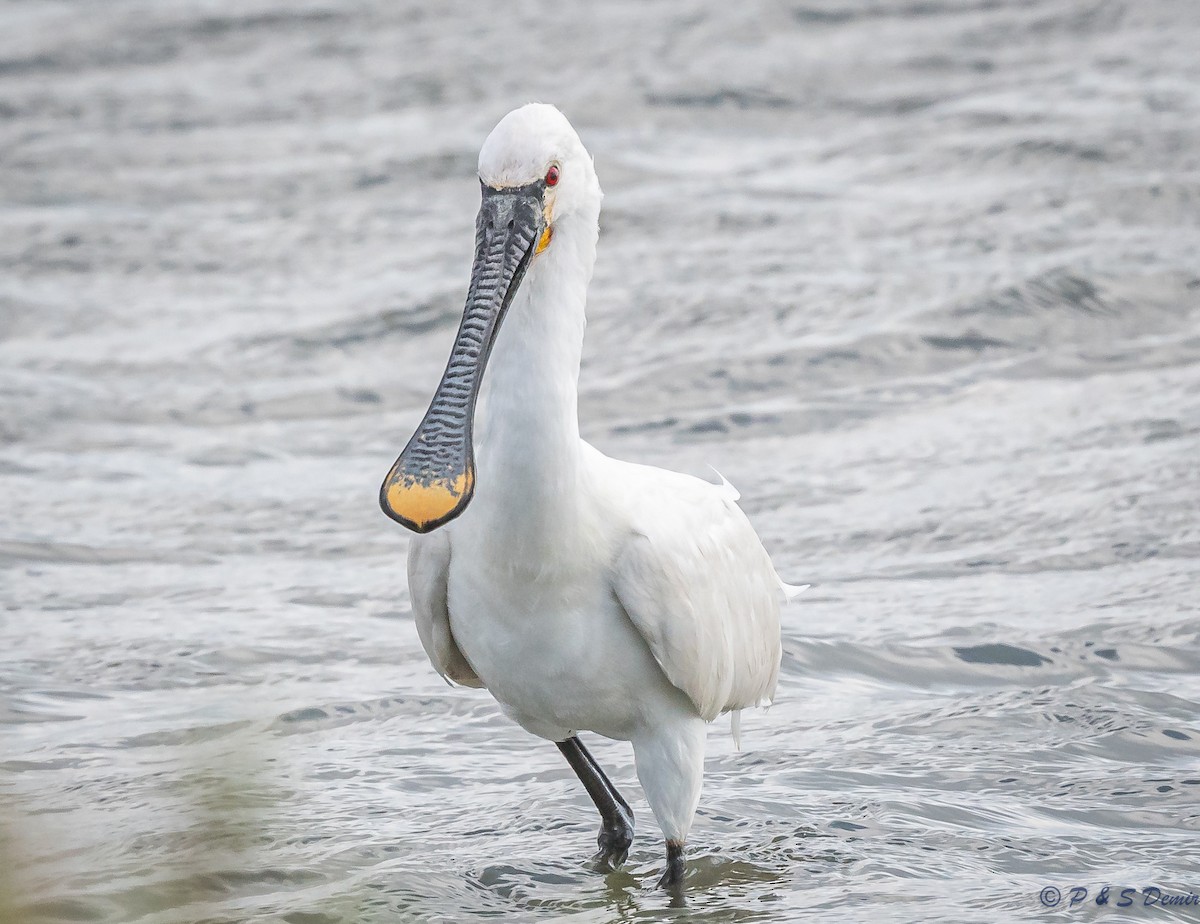 Eurasian Spoonbill - ML615464605