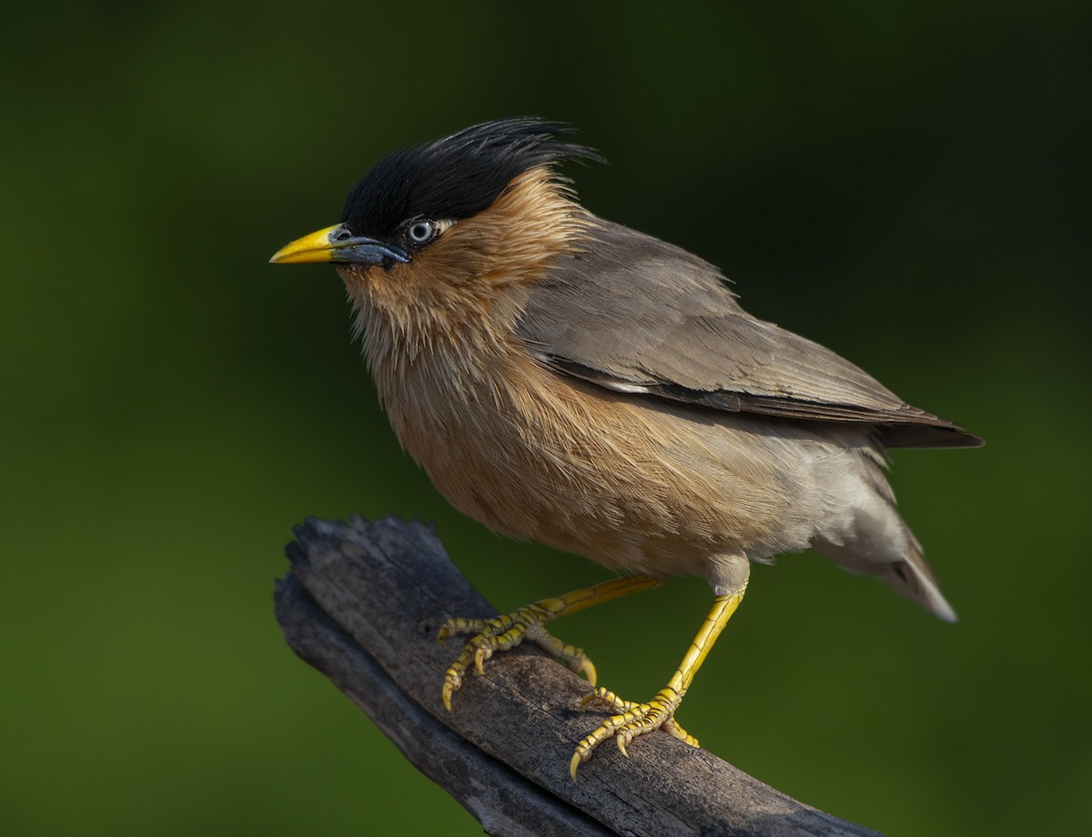 Brahminy Starling - Rejaul Karim