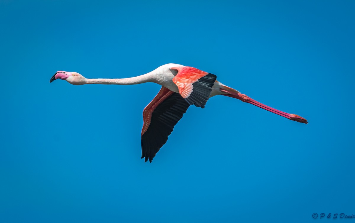 Greater Flamingo - ML615464626