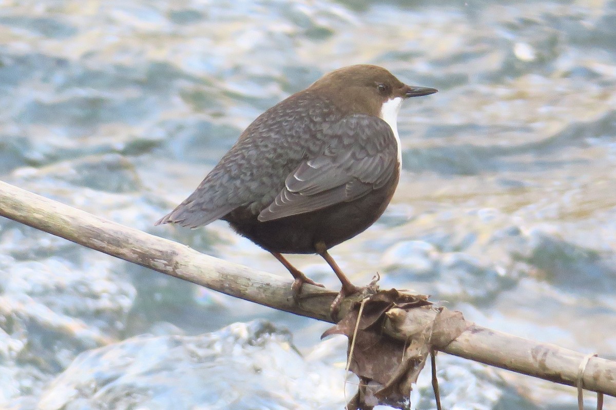 White-throated Dipper - ML615464655