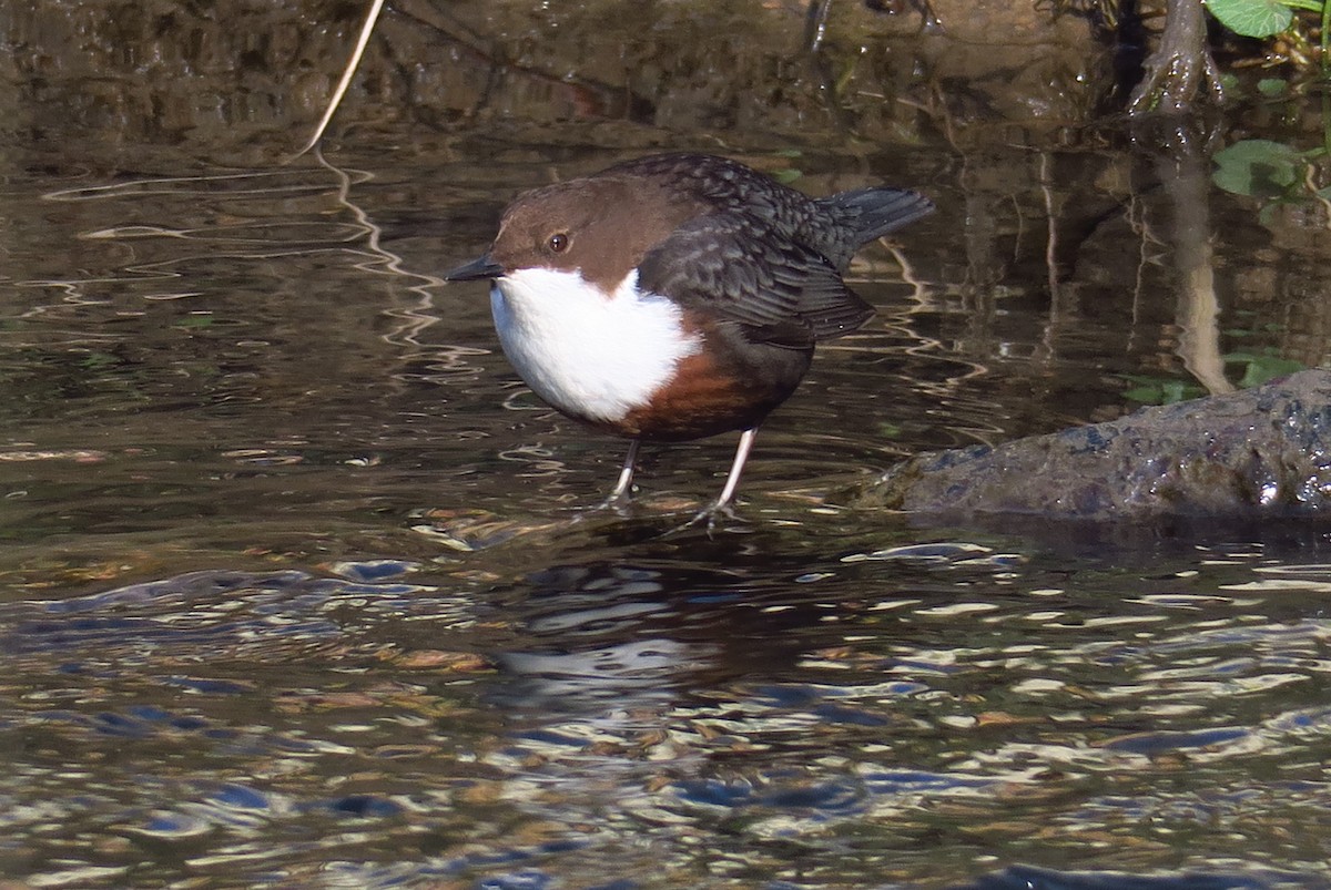 White-throated Dipper - ML615464677