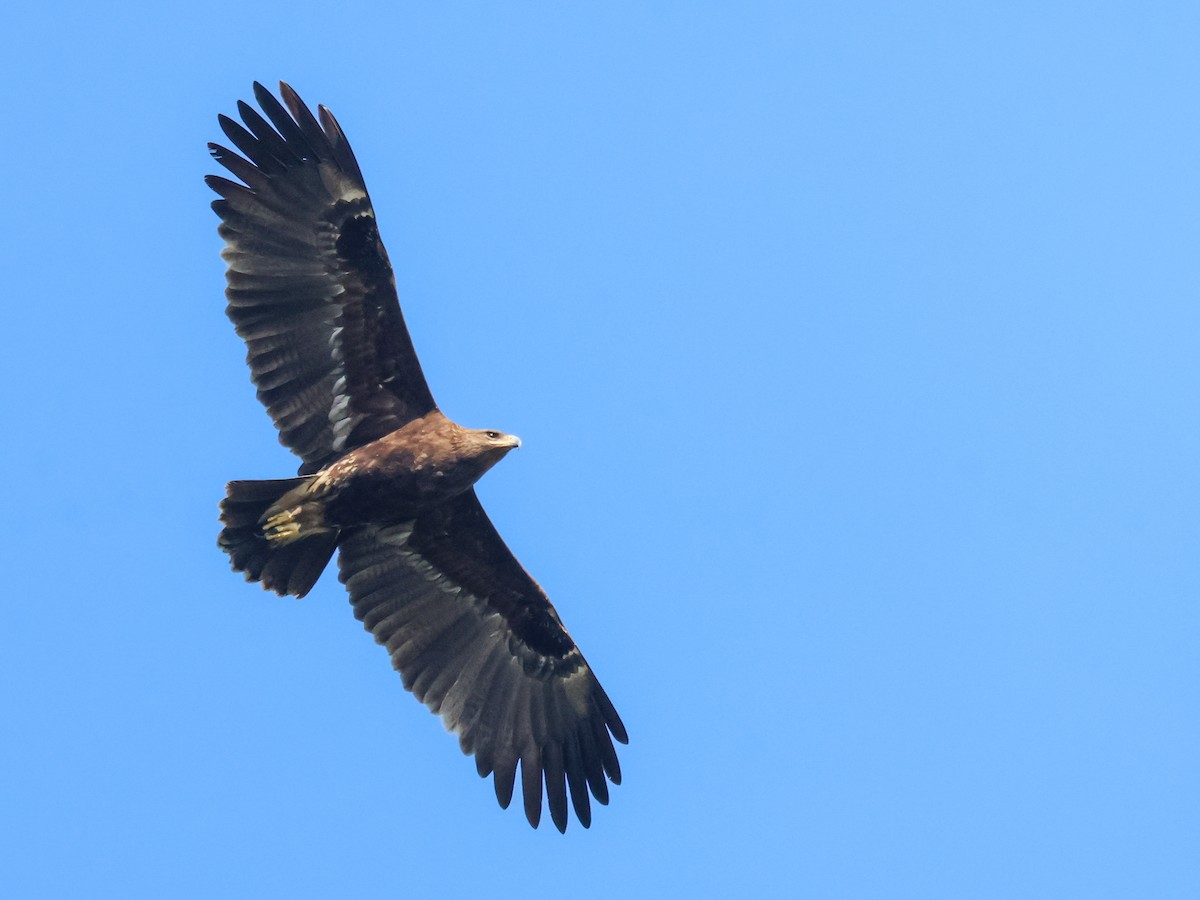 Greater Spotted Eagle - ML615464733
