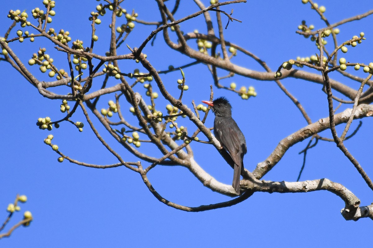 Square-tailed Bulbul - ML615464780