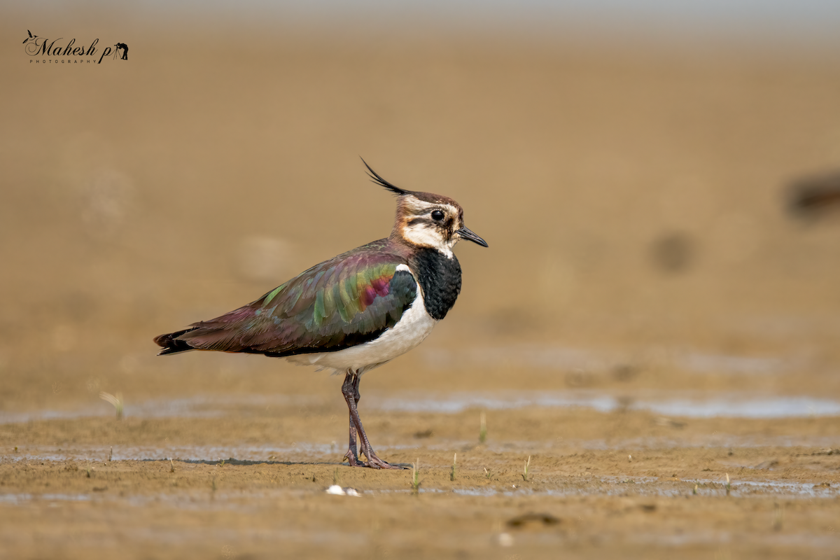 Northern Lapwing - ML615464795