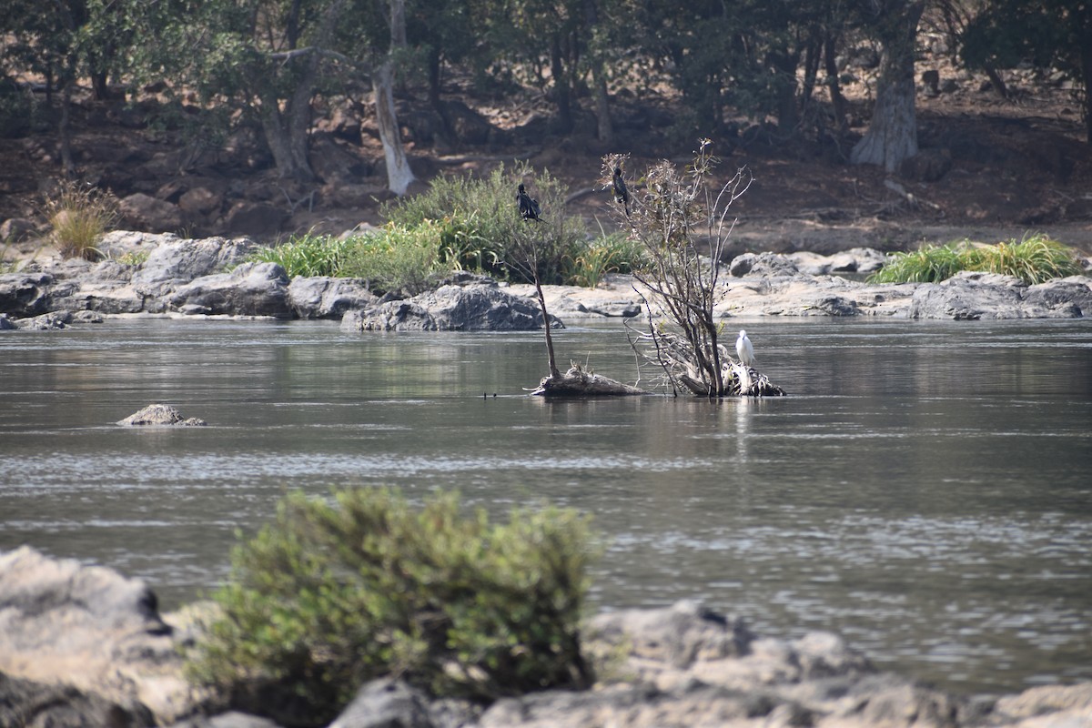 Cormoran de Vieillot ou C. à cou brun - ML615464813