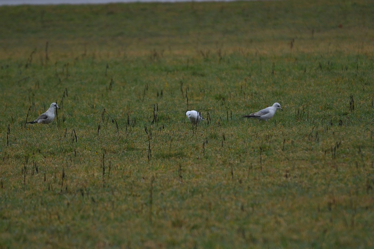 Gaviota Cana - ML615464816