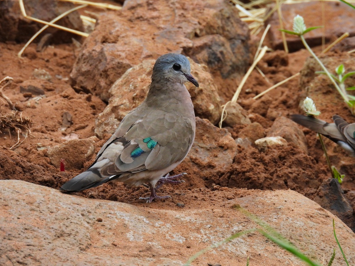 Emerald-spotted Wood-Dove - ML615464989