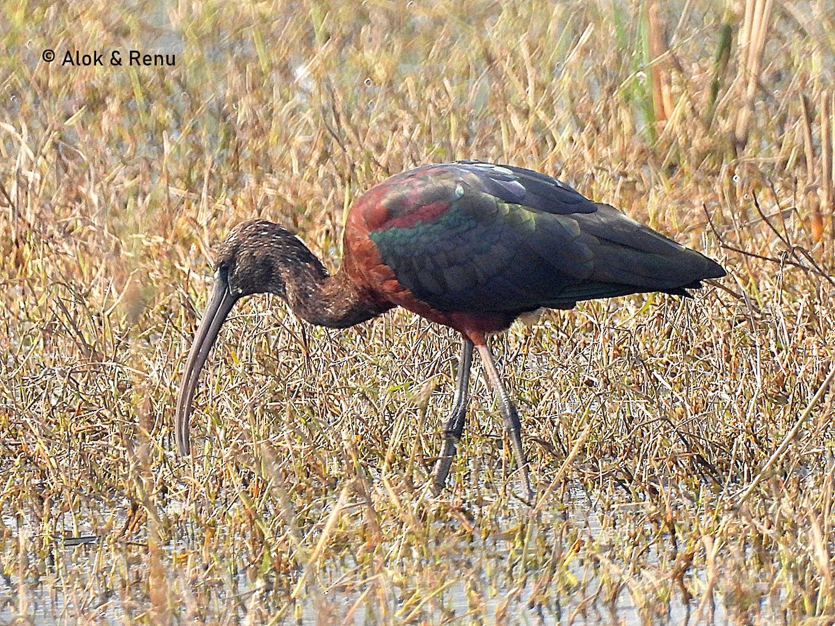 Glossy Ibis - ML615465098