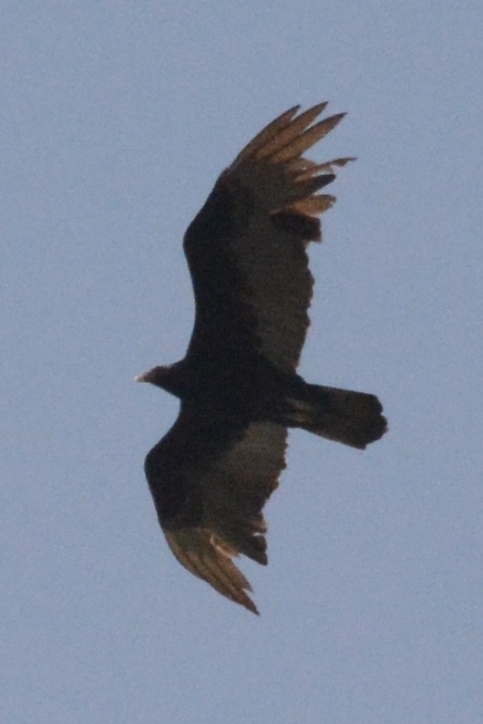 Turkey Vulture - ML615465107