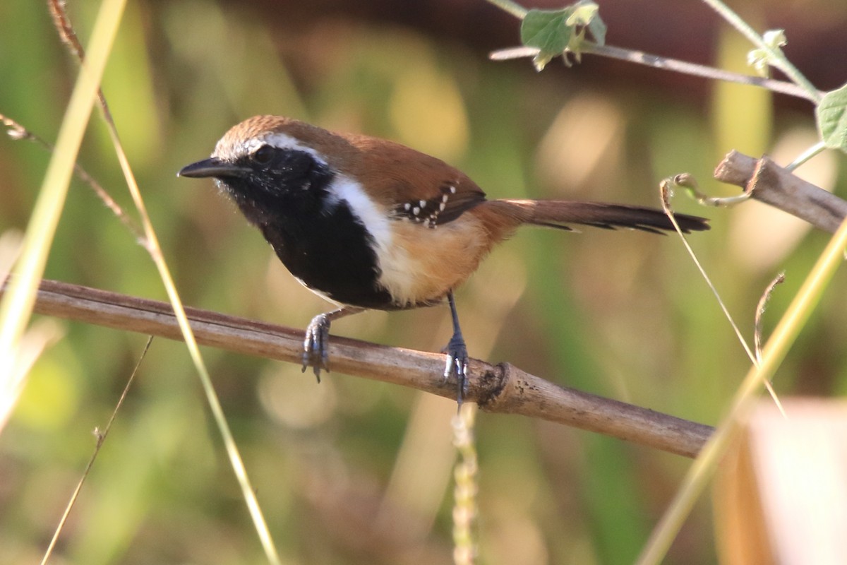 Rusty-backed Antwren - ML61546511