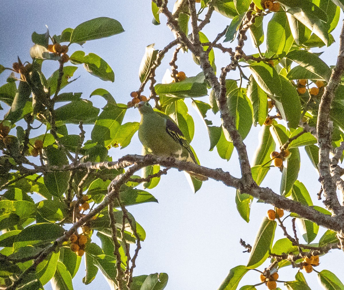 Thick-billed Green-Pigeon - ML615465140