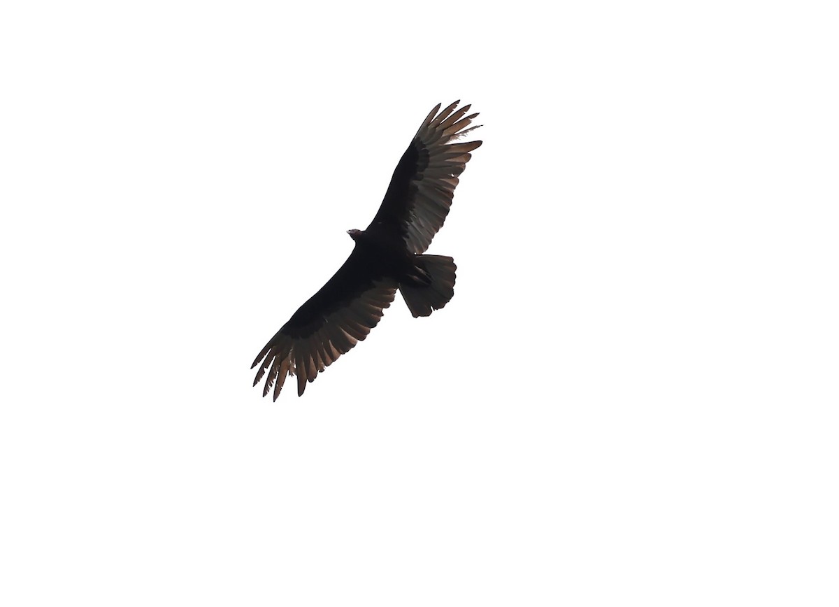 Turkey Vulture - ML615465170