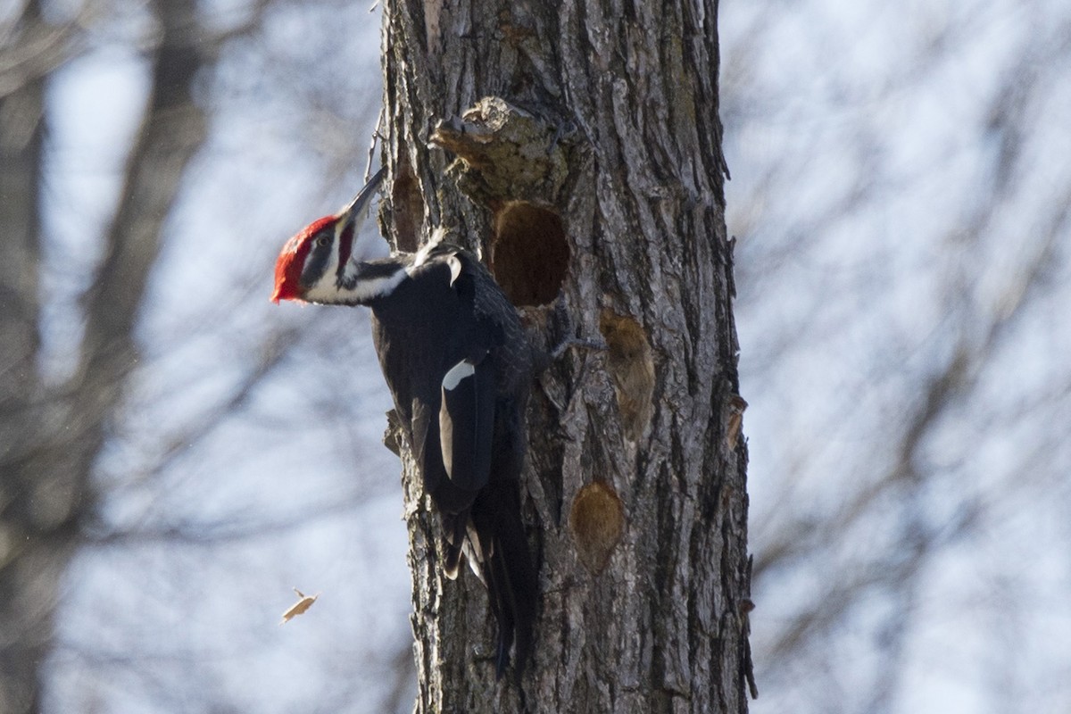 Pileated Woodpecker - ML615465179