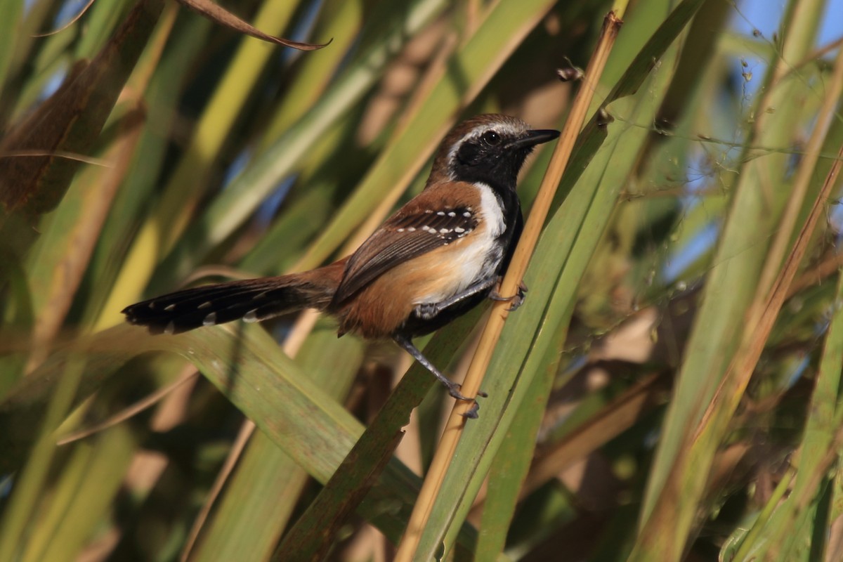 Rusty-backed Antwren - ML61546521