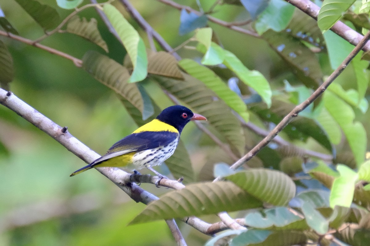 Dark-throated Oriole - I-Ju Chen