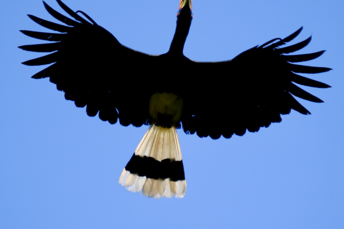 Rhinoceros Hornbill - I-Ju Chen