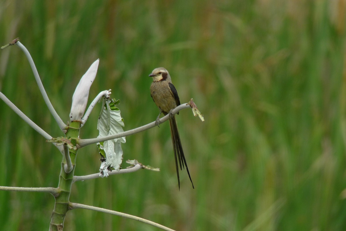 Streamer-tailed Tyrant - ML615465398