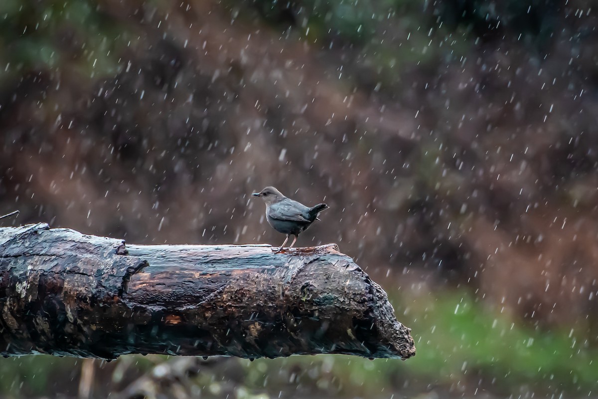 American Dipper - ML615465412