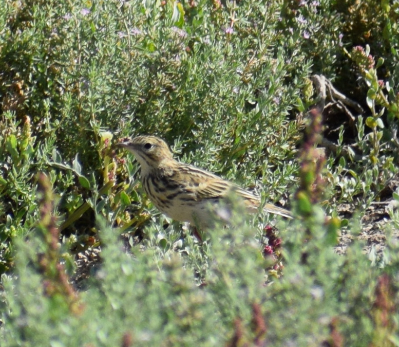 Correndera Pipit - ML615465450