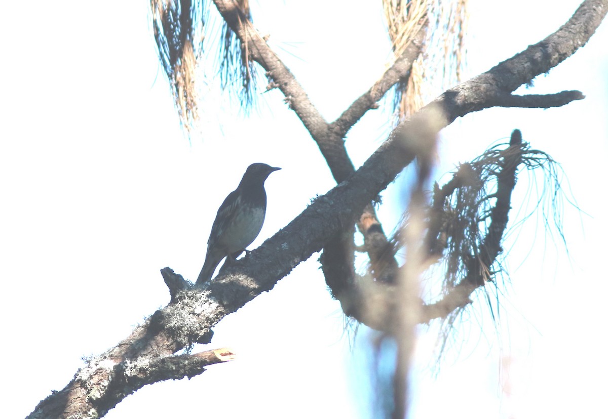 Aztec Thrush - ML615465452