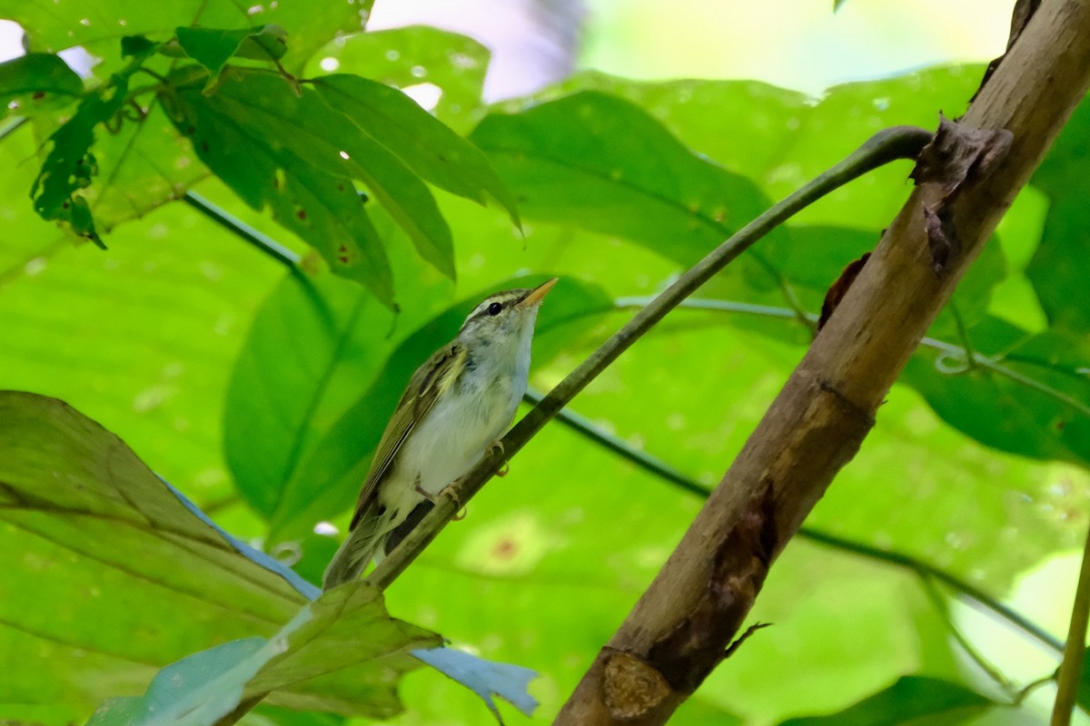 Eastern Crowned Warbler - I-Ju Chen