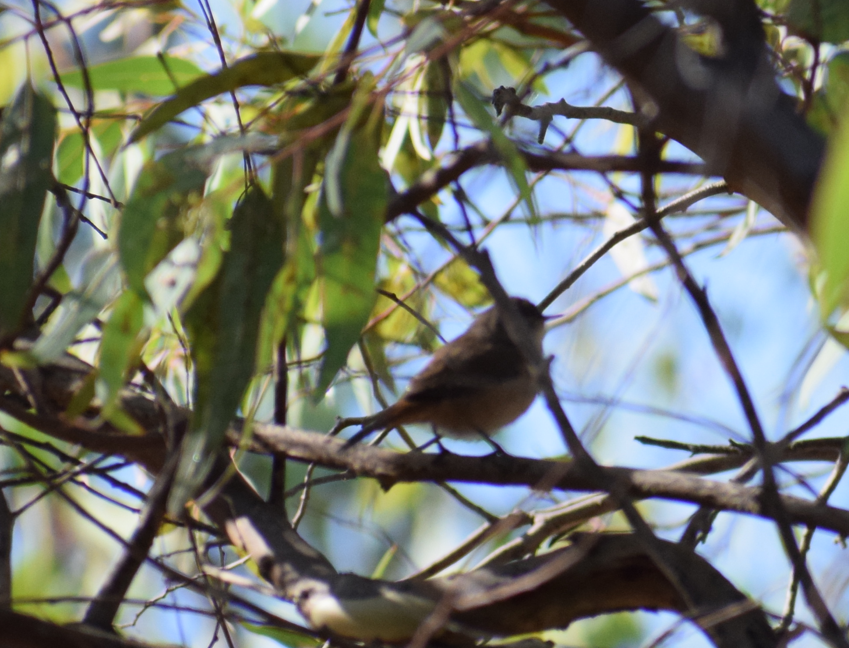 House Wren - ML615465457